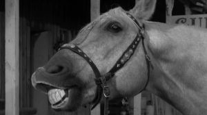 Horselaughing